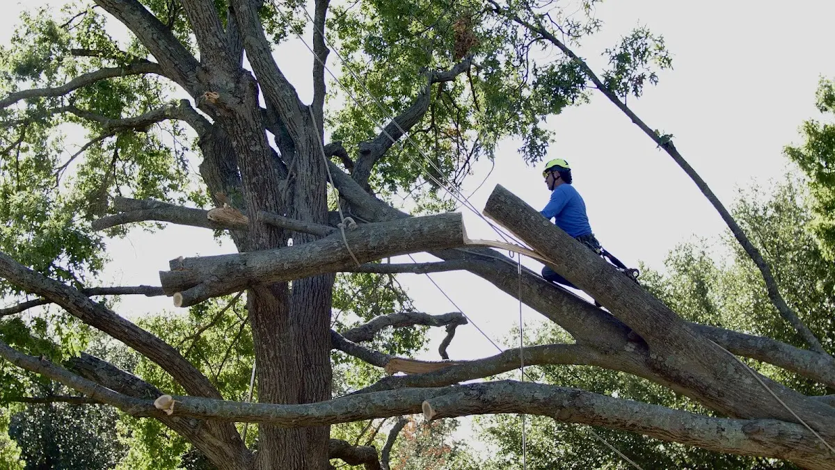 Professional Hazardous Tree Removal performed by certified arborists in Cherryfield