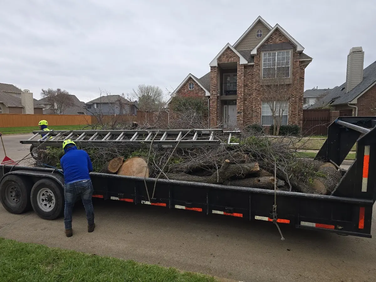 Expert Tree Removal with proper safety equipment in Cherryfield